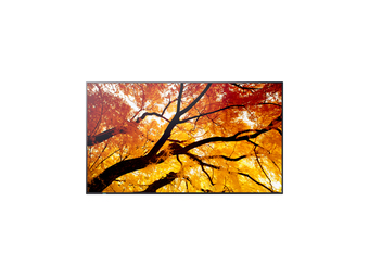 Sharp 81.0cm 32" MS M322 16 9 2xHDMI+DP+USB